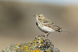 Image. Meadow Pipit