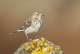 Image. Meadow Pipit