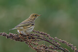 Image. Meadow Pipit