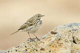 Image. Meadow Pipit