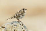 Image. Meadow Pipit