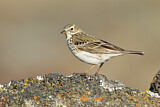 Image. Meadow Pipit