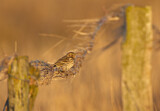 Image. Meadow Pipit