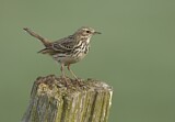 Image. Meadow Pipit
