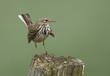 Image. Meadow Pipit