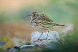 Image. Meadow Pipit