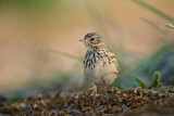 Image. Meadow Pipit