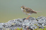 Image. Meadow Pipit