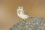 Image. Meadow Pipit