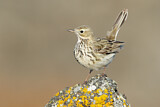 Image. Meadow Pipit