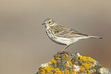 Image. Meadow Pipit