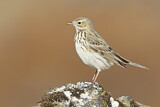 Image. Meadow Pipit
