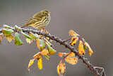 Image. Meadow Pipit
