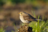 Image. Meadow Pipit
