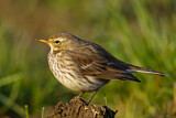 Image. Meadow Pipit