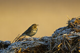 Image. Meadow Pipit