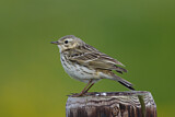 Image. Meadow Pipit