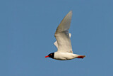 Image. Mediterranean Gull