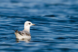 Image. Mediterranean Gull