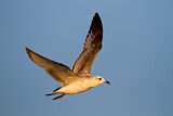 Image. Mediterranean Gull