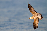 Image. Mediterranean Gull