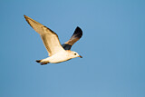 Image. Mediterranean Gull