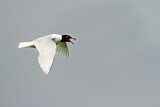 Image. Mediterranean Gull