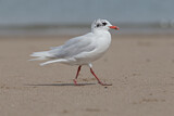 Image. Mediterranean Gull