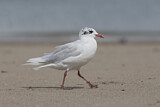 Image. Mediterranean Gull
