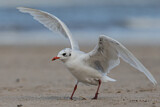 Image. Mediterranean Gull