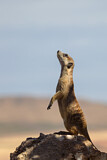 Image. Meerkat