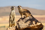 Image. Meerkat