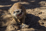 Image. Meerkat