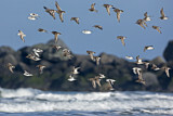 Image. Meerstrandläufer & Sanderling