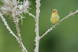 Image. Melodious Warbler