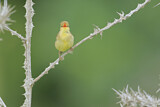 Image. Melodious Warbler