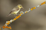 Image. Melodious Warbler