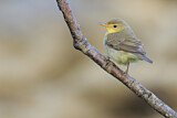 Image. Melodious Warbler