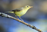 Image. Melodious Warbler