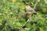 Image. Melodious Warbler