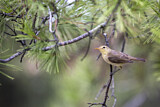 Image. Melodious Warbler