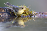 Image. Melodious Warbler