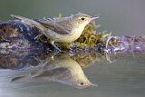 Image. Melodious Warbler