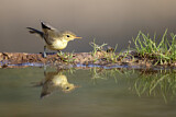 Image. Melodious Warbler