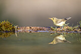 Image. Melodious Warbler