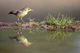 Image. Melodious Warbler