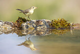 Image. Melodious Warbler