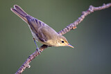 Image. Melodious Warbler