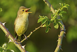 Image. Melodious Warbler