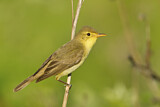 Image. Melodious Warbler